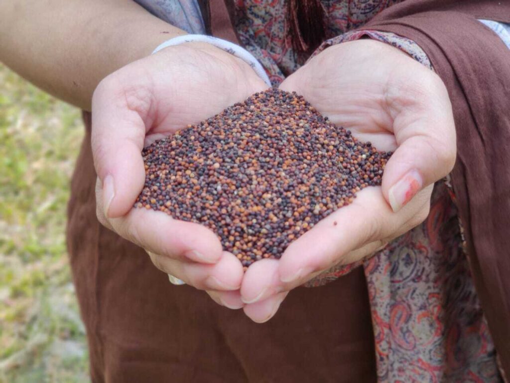 biodirvesity millet