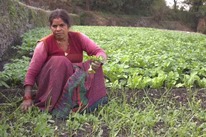 Luxmi Devi farming, green organic vegetables.